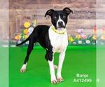 Small American Pit Bull Terrier Mix