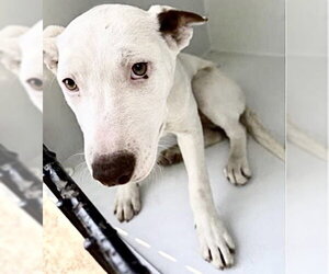 Mutt Dogs for adoption in Houston, TX, USA