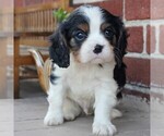 Small Photo #3 Cavalier King Charles Spaniel Puppy For Sale in LANCASTER, PA, USA