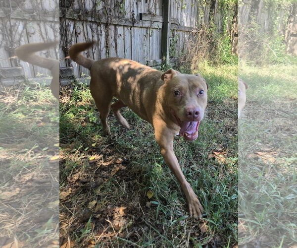 Medium Photo #2 Labrador Retriever-Unknown Mix Puppy For Sale in Jackson, MS, USA