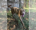 Small #1 Labrador Retriever Mix