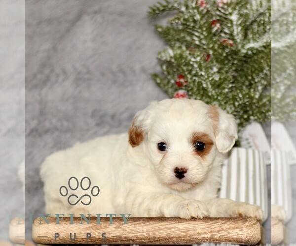 Medium Photo #3 Cavapoo Puppy For Sale in BIRD IN HAND, PA, USA