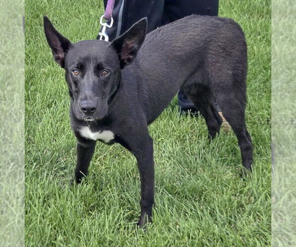 Medium Photo #5 Huskies -Labrador Retriever Mix Puppy For Sale in Huntley, IL, USA