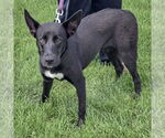 Small #4 Huskies -Labrador Retriever Mix