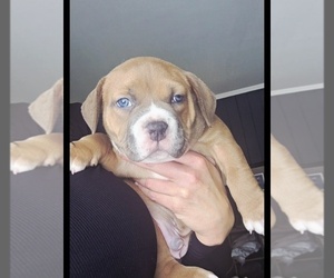 American Bully Puppy for sale in PADUCAH, KY, USA