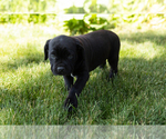 Small Photo #33 Cane Corso Puppy For Sale in WAKARUSA, IN, USA
