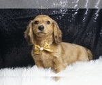 Small #3 Dachshund