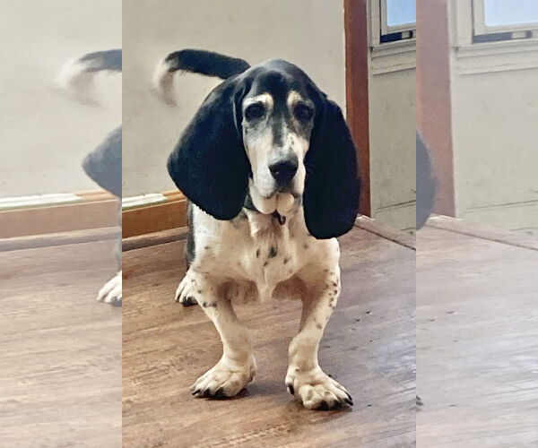 Medium Photo #2 Basset Hound Puppy For Sale in Columbus, OH, USA