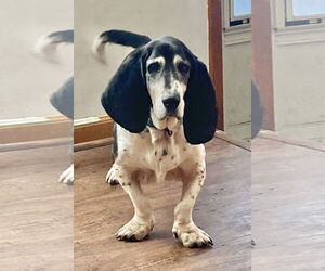 Skeeter - Male Basset Hound Dog for Adoption - Photo #2