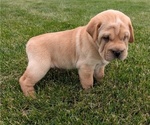 Small Photo #37 Cocker-Pei Puppy For Sale in GOSHEN, IN, USA
