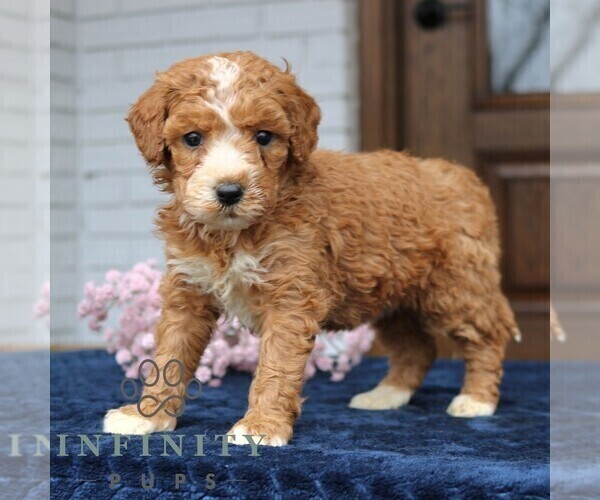 Medium Photo #3 Goldendoodle (Miniature) Puppy For Sale in NARVON, PA, USA