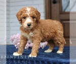 Small #2 Goldendoodle (Miniature)