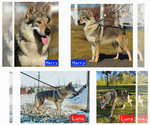 Small Photo #20 Czech Wolfdog-Wolf Hybrid Mix Puppy For Sale in Darova, Timis, Romainia