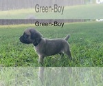 Puppy Green Mastiff