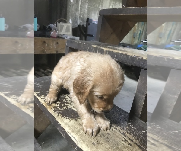 Medium Photo #8 Golden Retriever Puppy For Sale in BARRE, MA, USA