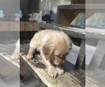 Small Photo #8 Golden Retriever Puppy For Sale in BARRE, MA, USA