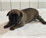 Puppy Puppy 1 Belgian Malinois