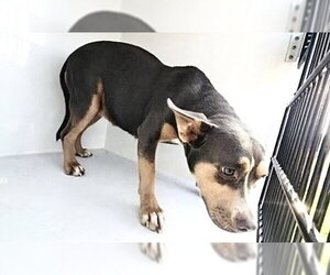 Labrador Retriever Dogs for adoption in Houston, TX, USA