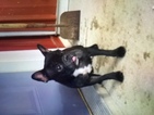 Small Photo #1 French Bulldog Puppy For Sale in DUNDEE, OH, USA