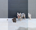 Small Photo #2 French Bulldog Puppy For Sale in SPRING, TX, USA
