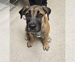 *BRIENNE - Female Mastiff Dog for Adoption - Small photo