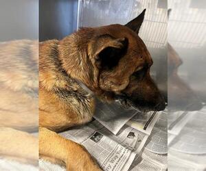 German Shepherd Dog Dogs for adoption in Downey, CA, USA