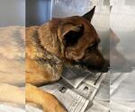 Small German Shepherd Dog