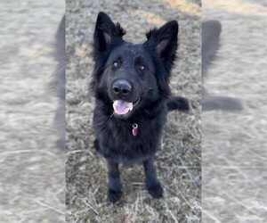 Mother of the German Shepherd Dog puppies born on 11/05/2025