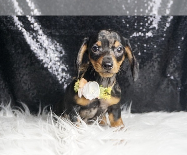 Medium Photo #63 Dachshund Puppy For Sale in WARSAW, IN, USA