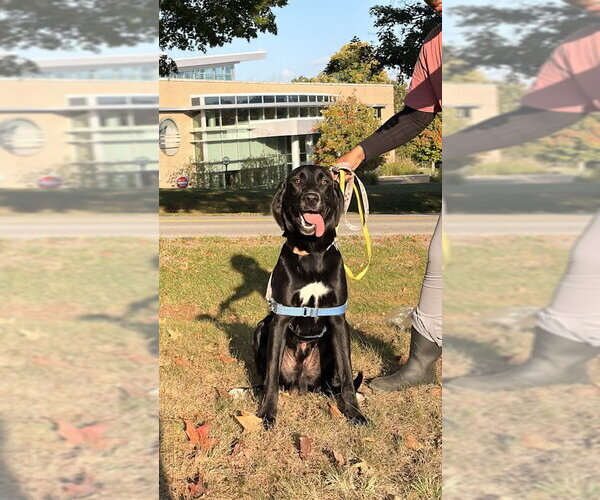 Medium Photo #2 Labrador Retriever-Unknown Mix Puppy For Sale in Monterey, VA, USA