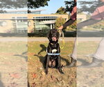 Small Photo #2 Labrador Retriever-Unknown Mix Puppy For Sale in Monterey, VA, USA