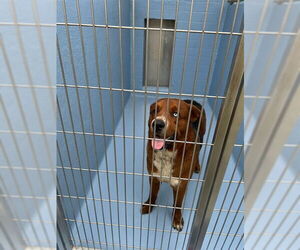 German Shepherd Dog-Unknown Mix Dogs for adoption in Downey, CA, USA