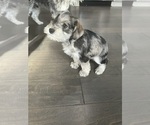 Small Photo #3 Schnauzer (Miniature) Puppy For Sale in KANNAPOLIS, NC, USA
