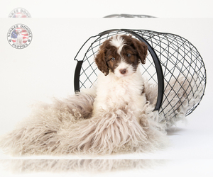 Saint Berdoodle Puppy for sale in LEAVENWORTH, IN, USA