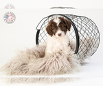 Small Photo #1 Saint Berdoodle Puppy For Sale in LEAVENWORTH, IN, USA