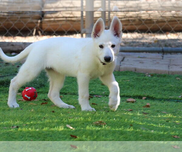 Medium Photo #1 German Shepherd Dog Puppy For Sale in San Diego, CA, USA