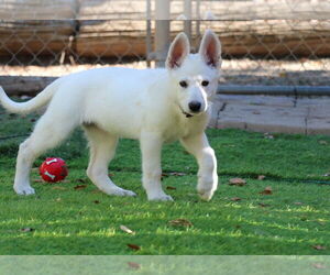 Medium German Shepherd Dog