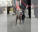 Small #1 American Pit Bull Terrier Mix