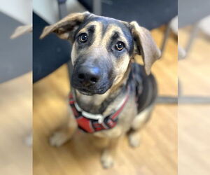 German Shepherd Dog-Unknown Mix Dogs for adoption in Mount Airy, NC, USA