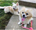 Small #3 Pomeranian Mix