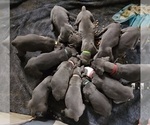 Small Photo #25 Great Dane Puppy For Sale in OGDEN, UT, USA