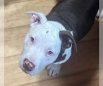 Small #1 American Pit Bull Terrier Mix
