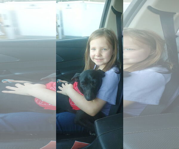 Medium Photo #2 Mutt Puppy For Sale in The Woodlands, TX, USA