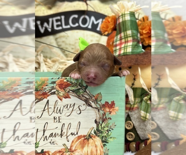 Medium Photo #4 Poodle (Miniature) Puppy For Sale in BULLARD, TX, USA