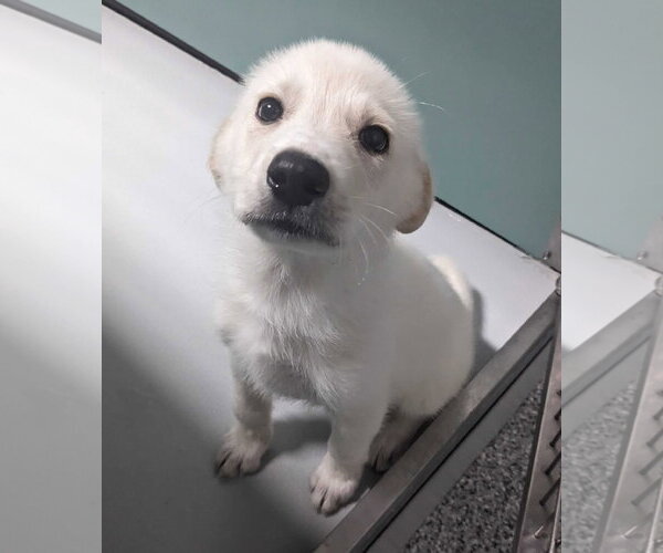 Medium Photo #8 Great Pyrenees-Unknown Mix Puppy For Sale in Croydon, NH, USA