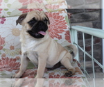 Small Photo #1 Pug Puppy For Sale in SHILOH, OH, USA