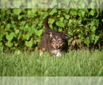 Small #8 Miniature Australian Shepherd