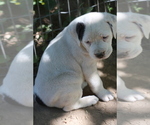 Puppy 2 Boxweiler