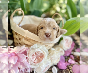 Australian Labradoodle Puppy for Sale in BRUSH PRAIRIE, Washington USA