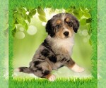 Puppy Mini Bob Bernedoodle (Miniature)